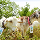 Illustration for article titled Amazon Japan Has Doubled Its Goats